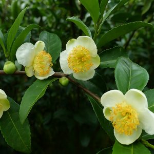 Τεϊόδεντρο (Camellia sinensis) / Theeplant - 10 σπόροι