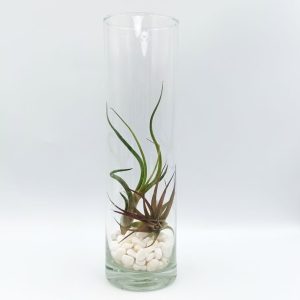 Αερόφυτο Tilandsia Multiflora & Bulbosa σε γυάλα με λευκές πετρούλες