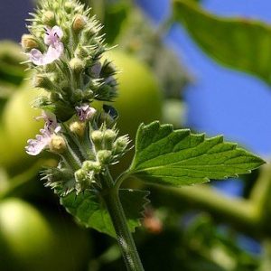 Catmint - Nepeta Mussinii  0.5g