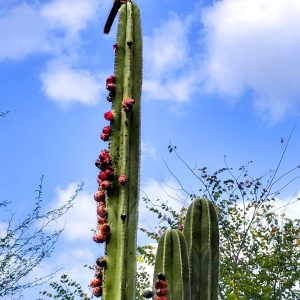 Κάκτος "Cereus peruvianus-Monstrosus"/ Περουβιανός κάκτος  - 30 σπόροι