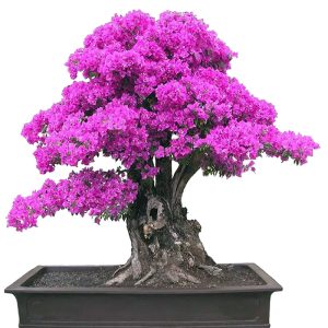 Judas Tree - Cercis canadensis - Μπονσάι 50+ σπόροι