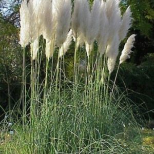 Γυνέριο Λευκό / Cortaderia selloana - 0.5 γρ σπόροι