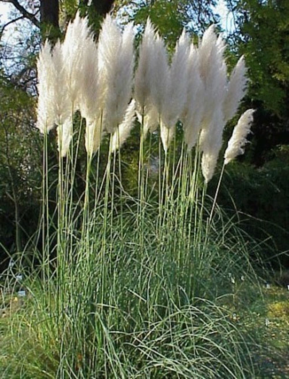 Γυνέριο Λευκό / Cortaderia selloana - 0.5 γρ σπόροι