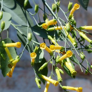 Καλλωπιστικός Καπνός "Nicotiana sylvetris" (Alba) -  200 σπόροι