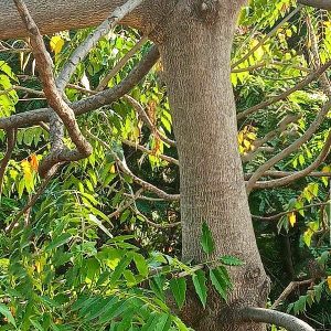 Το Δέντρο του Παραδείσου (Alianthus excelsa) - 40+ σπόροι