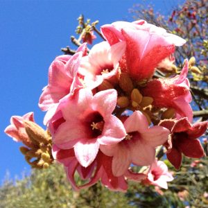 Το δέντρο της φωτιάς "Lacebark" - 8 σπόροι