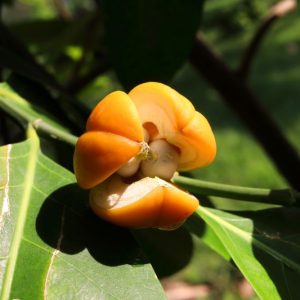 Το Μήλο του Ελέφαντα / Dillenia indica - 45 σπόροι
