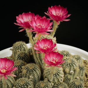 Κάκτος "Echinopsis Mix" - 50 σπόροι