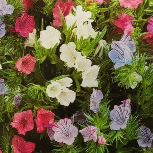 Echium (echium plantagineum) Μιξ Χρωμάτων - 1γρ. Σπόροι