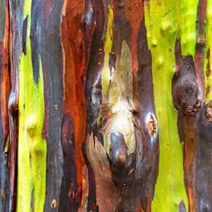 Ευκάλυπτος ουράνιο τόξο (Eucalyptus deglupta) - 0.5g σπόροι