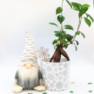 Mπονσάι Φίκος Christmas Santa Set