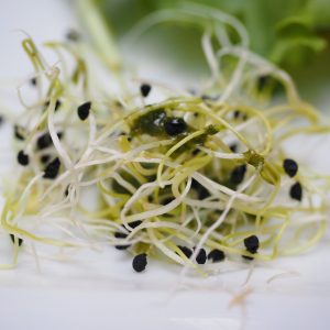 Alfalfa Σπόροι για Φύτρες Μηδική 20γρ.