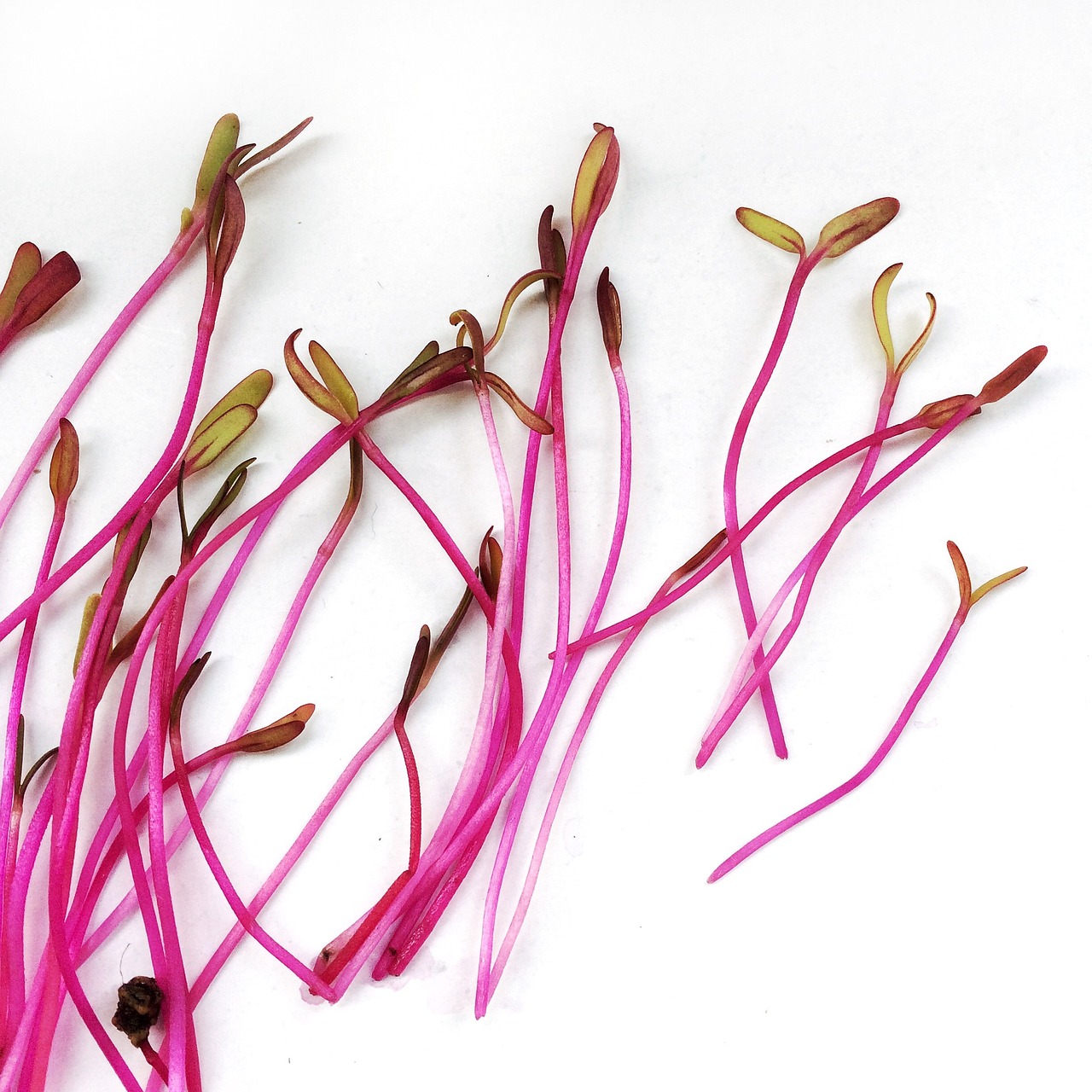 Σπόροι για Φύτρες Σέσκουλο "Swiss Chard" - 10 γρ σπόροι - Image 2