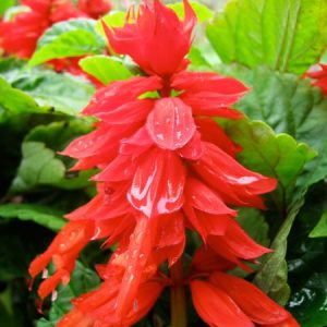 Φωτιά Ψηλή (salvia splendens) Σάλβια Σπόροι 0,30γρ.