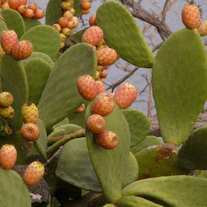 Φραγκοσυκιά / Opuntia mix - 35 σπόροι