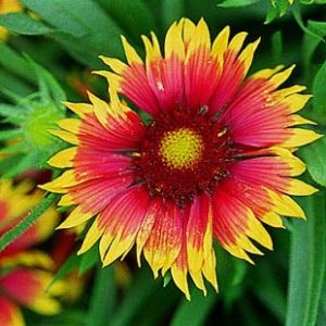 Γκαιλαρδια/Gaillardia Σπόροι 0,45γρ