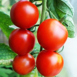 Ντομάτα Η Χαρά του Κηπουρού (gardener's delight) - 10 Σπόροι