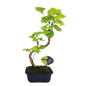 Ginkgo biloba - 10 σπόροι