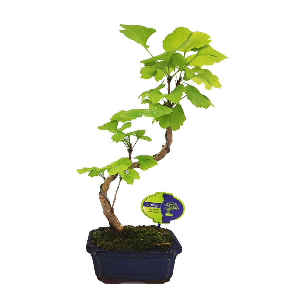 Ginkgo biloba - 10 σπόροι