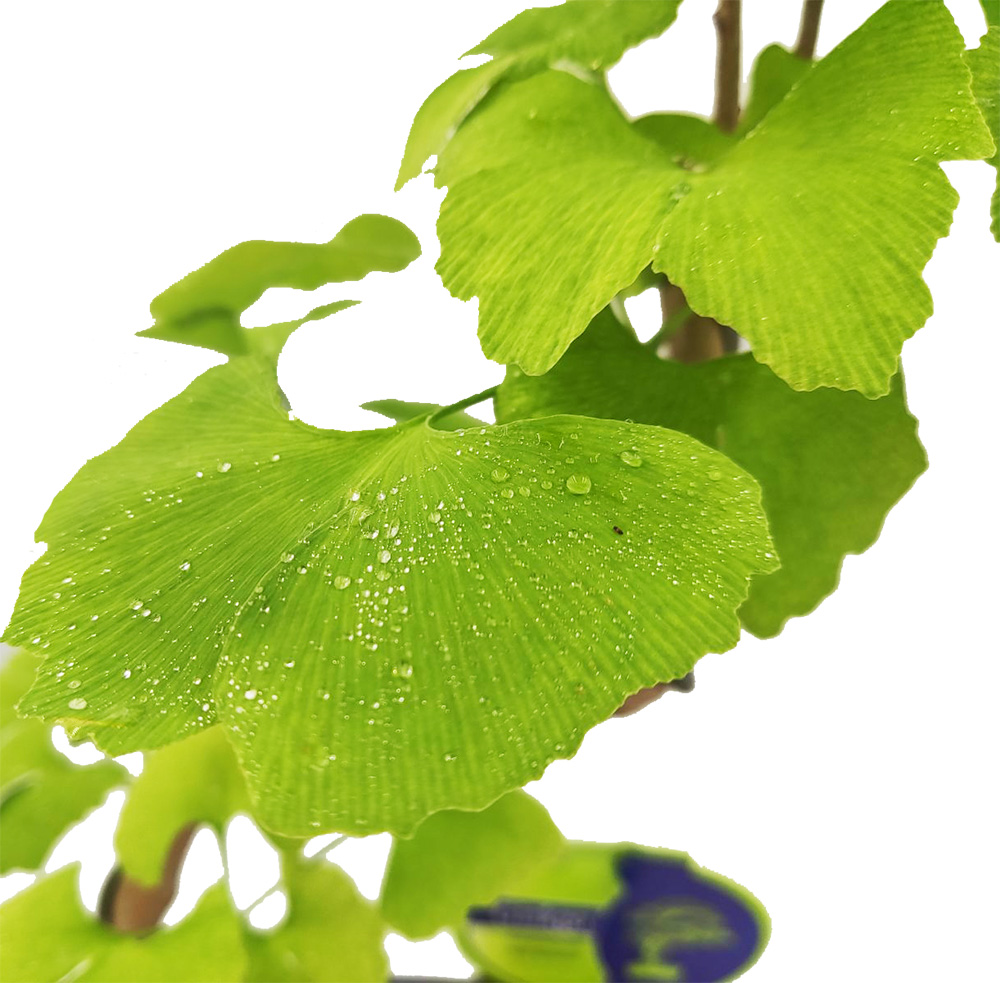 Ginkgo biloba - 10 σπόροι - Image 2