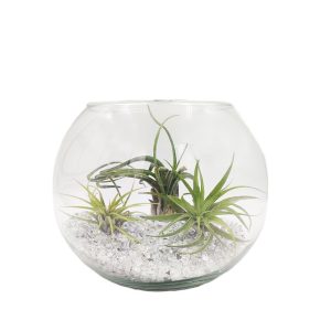 Σύνθεση Mix Airplants σε Κρυστάλλινες Πετρούλες