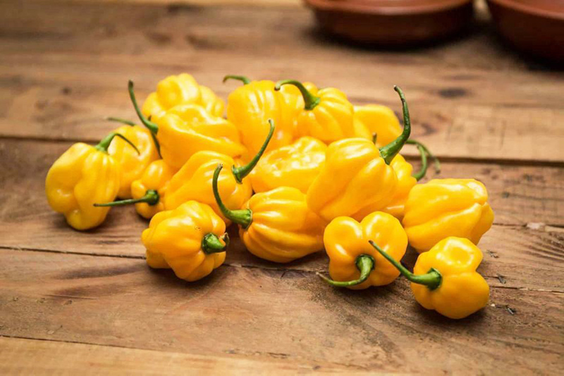 Habanero Κίτρινη καυτερή Πιπεριά - 20 Σπόροι - Image 2