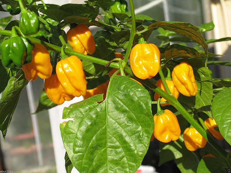 Habanero Κίτρινη καυτερή Πιπεριά - 20 Σπόροι - Image 4