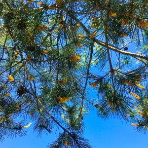 Το Πεύκο των Ιμαλαΐων Μπονσάι "Pinus roxburghii" 35 Σπόροι