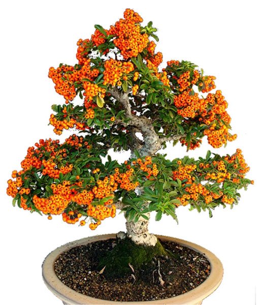 Ιπποφαές / Hippophae Μπονσαι - 70+ Σπόροι - Image 2
