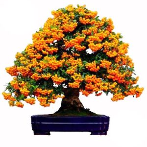 Ιπποφαές / Hippophae Μπονσαι - 70+ Σπόροι
