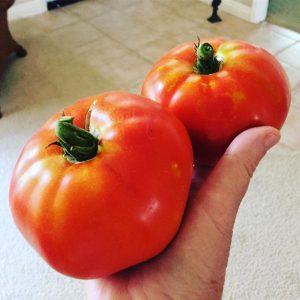 Ντομάτα Homestead Τεράστιοι καρποί μέχρι 1kg - 0,2 γρ Σπόροι