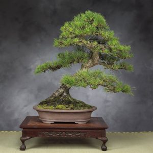 Ιαπωνικό Μαύρο Πεύκο (Japanese Black Pine) Μπονσάι - 50+ σπόροι