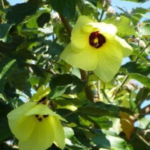 Ιβίσκος (Hibiscus tillaceus) - 10 σπόροι