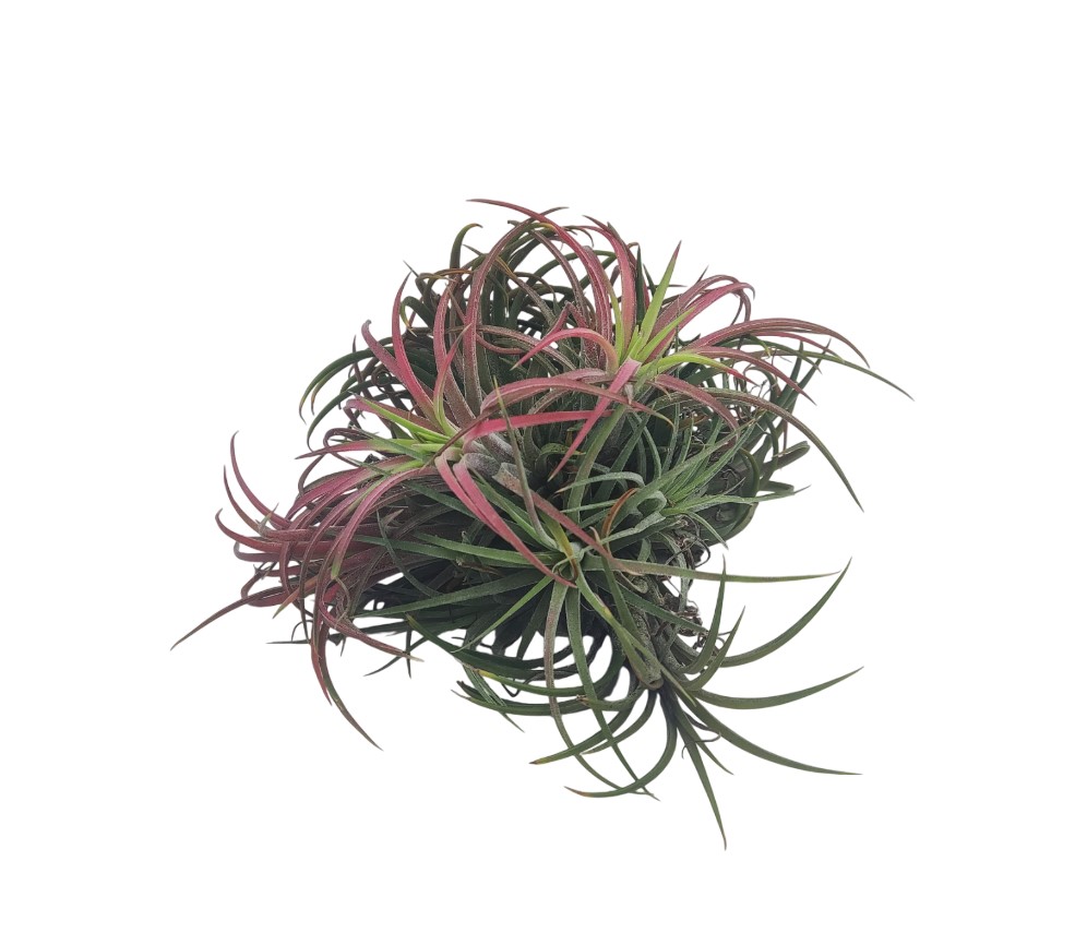 Αερόφυτο Tillandsia Ionatha Clumb Κόκκινο - Image 2