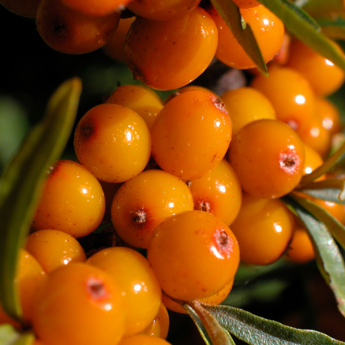 Ιπποφαές / Hippophae Μπονσαι - 70+ Σπόροι - Image 3