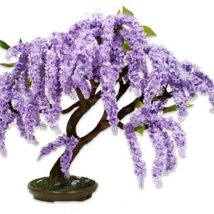 Γιακαράντα (Jacaranda) - 80 σπόροι