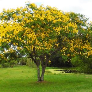 Γιακαράντα Κίτρινη (Jacaranda) - 3 σπόροι