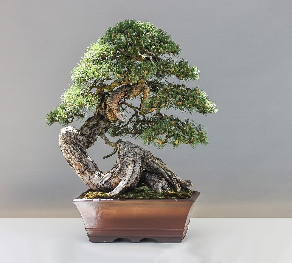 Juniper (Άρκευθος / Juniperus chinensis) - Ιαπωνικός Γιουνίπερος - 1γρ σπόροι - Image 2