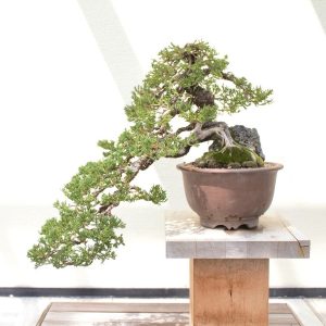 Juniper (Άρκευθος / Juniperus chinensis) - Ιαπωνικός Γιουνίπερος - 1γρ σπόροι
