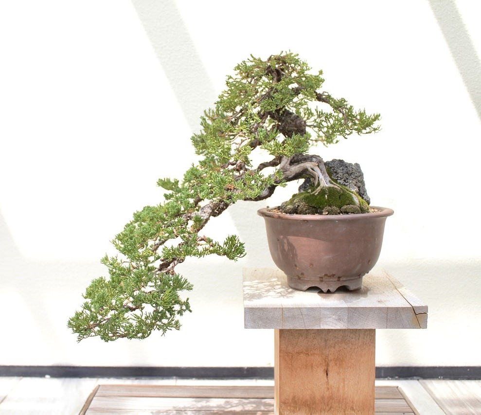 Juniper (Άρκευθος / Juniperus chinensis) - Ιαπωνικός Γιουνίπερος - 1γρ σπόροι
