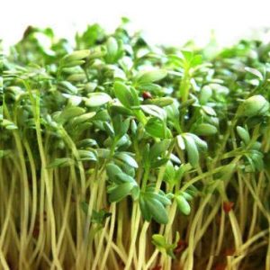 Σπόροι Κάρδαμου για Φύτρες (Cress Sprouts) 15γρ. Σπόροι