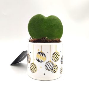 Christmas Jewel Hoya Kerri λευκό κασπώ16εκ