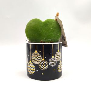 Christmas Jewel Hoya Kerri  16εκ