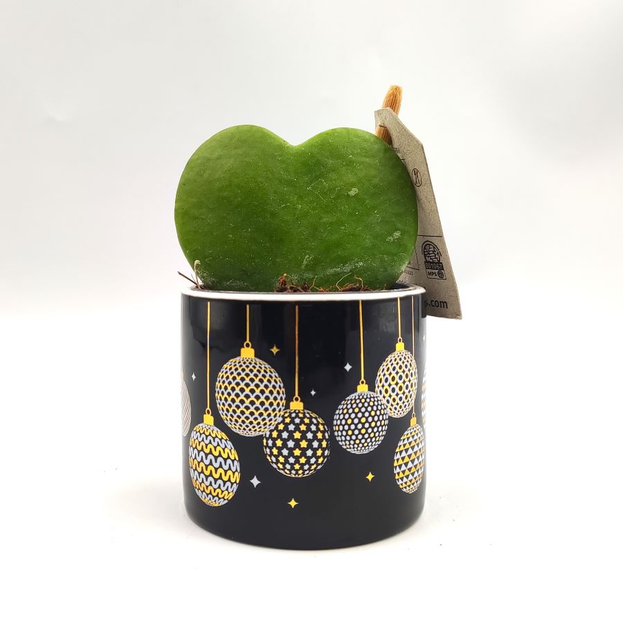 Christmas Jewel Hoya Kerri 16εκ