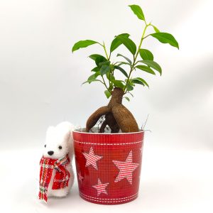 Mπονσάι Φίκος Christmas Set