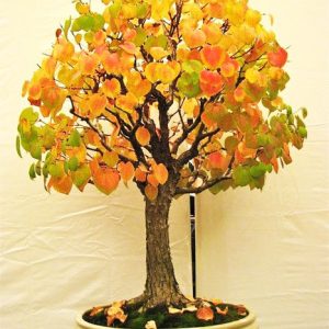 Katsura Bonsai - 200+ σπόροι