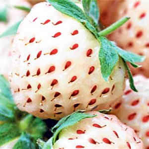 Λευκή Φράουλα Pineberry / 2 Ριζώματα (flowerstore.gr exclusive)