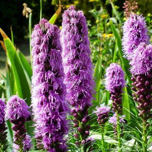 Liatris spicata - 8 Βολβοί