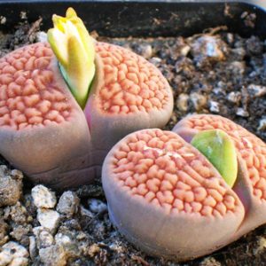 Λίθοπες (Lithops) - 30 σπόροι