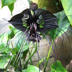 Bat Flower ( Tacca chantrieri) - Λουλούδι Νυχτερίδα - 10 σπόροι